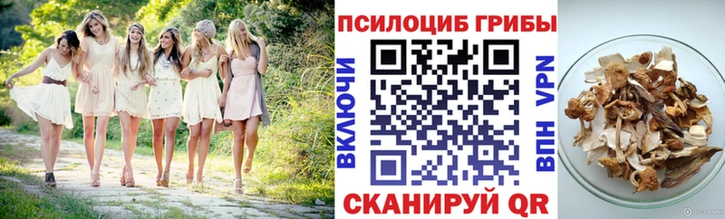 сколько стоит  Унеча  Псилоцибиновые грибы Psilocybine cubensis 
